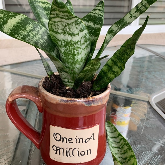 Air Purifier Mother In Law Tongue Snake Plant - Picture 5 of 8